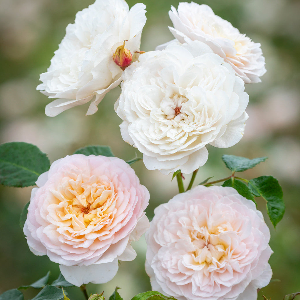 Emily Bronte | English Shrub Rose | David Austin Roses